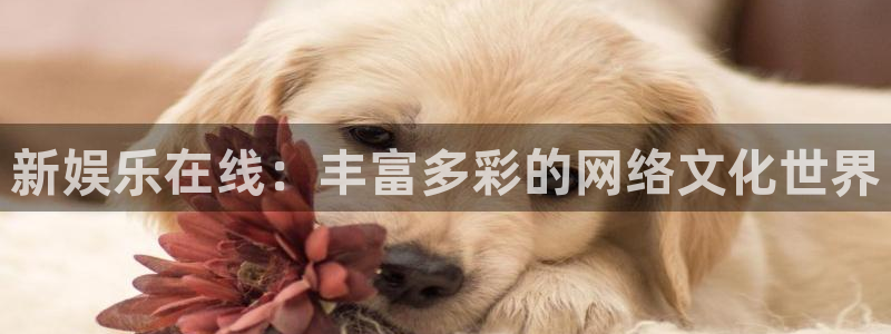 2元网河南二十二选五：新娱乐在线：丰富多彩的网络文化世界